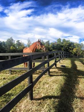 10632734_814940790274_4349419538848481117_n