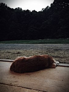 Relaxing in the remaining sun