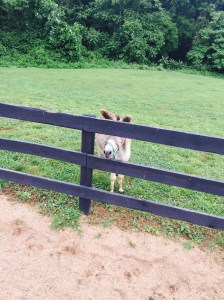 and Lucky stood by and watched!