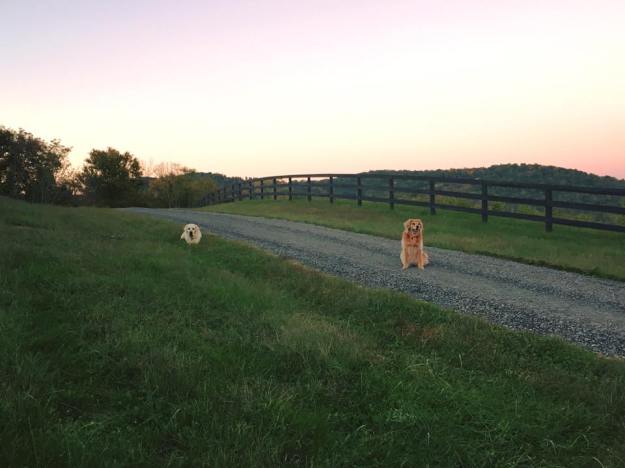 12140838_919322952584_1113610152604391993_n