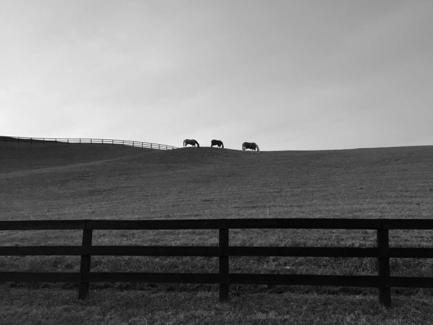 10898207_845793720754_2596206699824004135_n