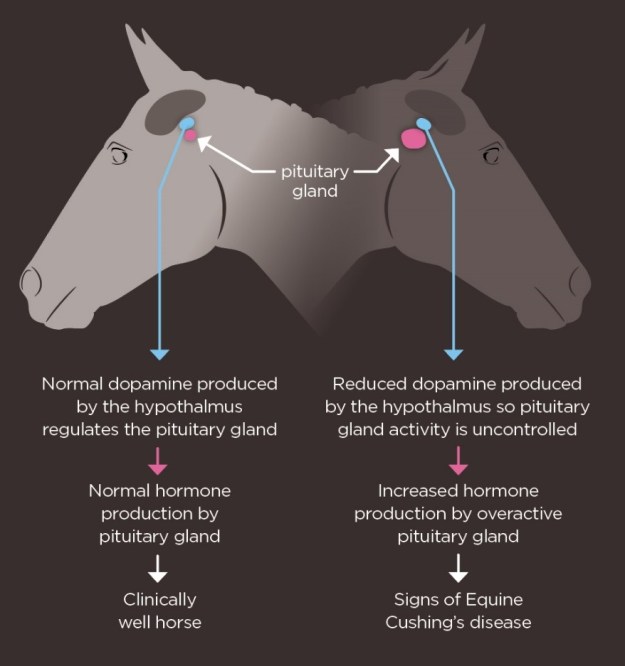 Best Time To Test For Cushings In Horses